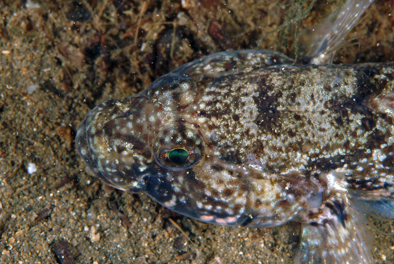 Gobius incognitus